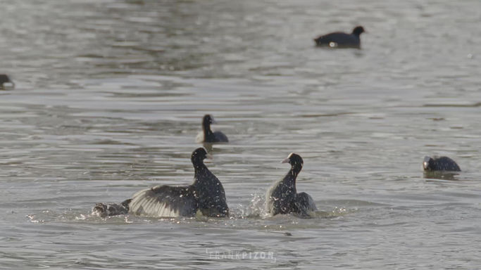 Le combat des mâles foulques macroules